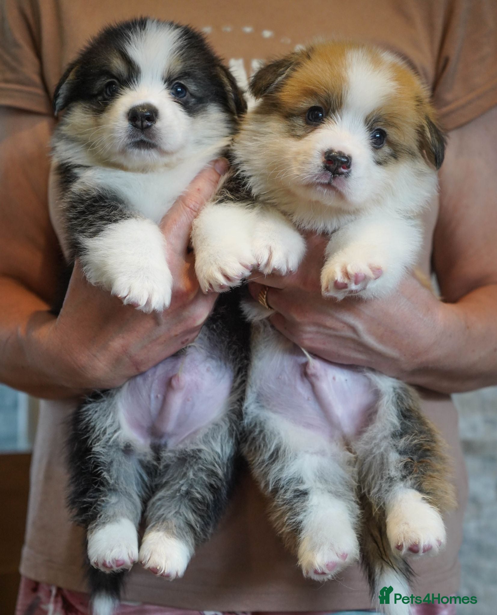 Welsh Corgi Pembroke dogs KC Registered Welsh Corgi (Pembroke) - Advert 1