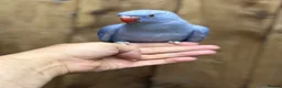 Ringnecks birds for sale: Baby Ringneck - Advert 11