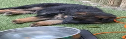 German Shepherd dogs for sale: Long hair Czech/Polish German Sherpard - Advert 17