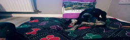 Mixed Breed dogs for sale: KC Basset Hound x KC German Shorthaired Pointer  - Advert 8