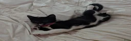 Mixed Breed cats for sale: Tuxedo kitten - Advert 1