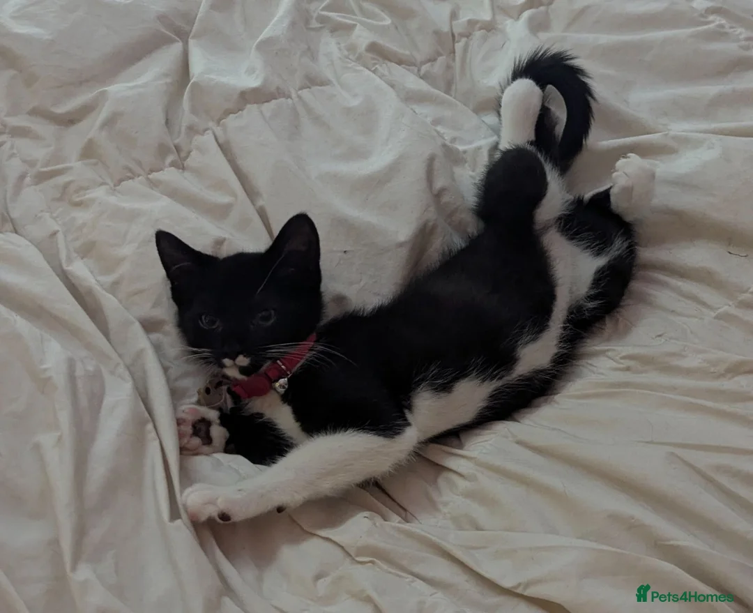 Mixed Breed cats for sale: Tuxedo kitten - Advert 1