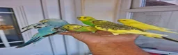 Budgerigars birds for sale: Super silly hand tamed baby budgies  - Advert 8