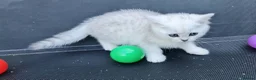 British Shorthair cats for sale: BRITISH SHORTHAIR KITTEN BLUE EYES  - Advert 15