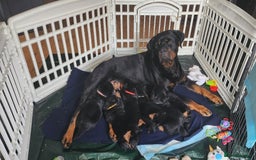 Rottweiler dogs for sale: Rottweiler puppies - Image 6