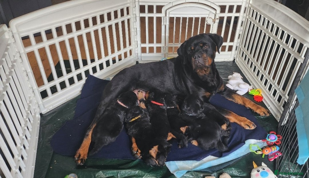 Rottweiler dogs for sale: Rottweiler puppies - Image 6