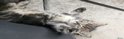 Persian cats for sale: Long haired doll faced Persian kittens X 4 - Advert 3