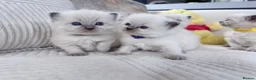 Ragdoll cats for sale: Blue Point Ragdoll Kittens for sale - Advert 19