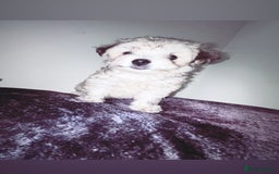 Malshi dogs for sale: Malshi puppy’s  - Image 5