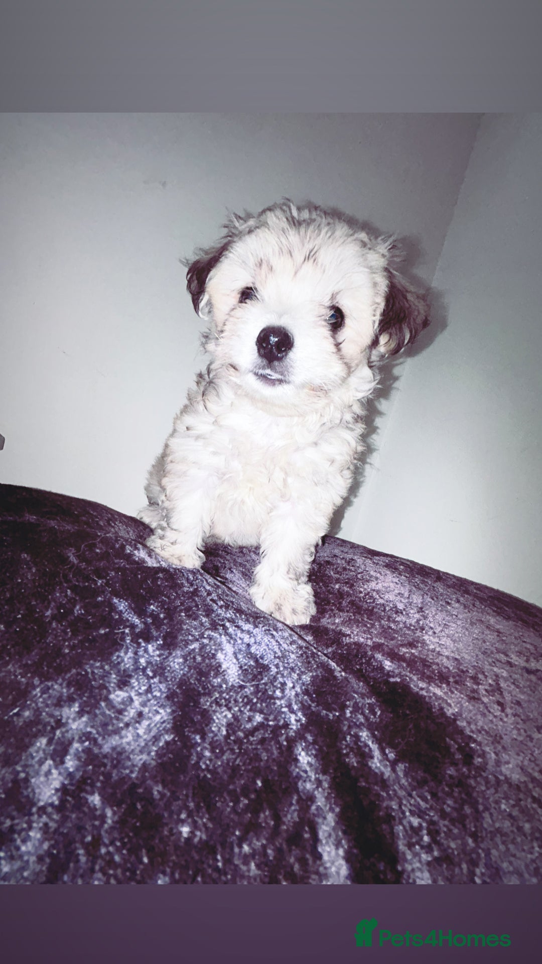 Malshi dogs for sale: Malshi puppy’s  - Image 5