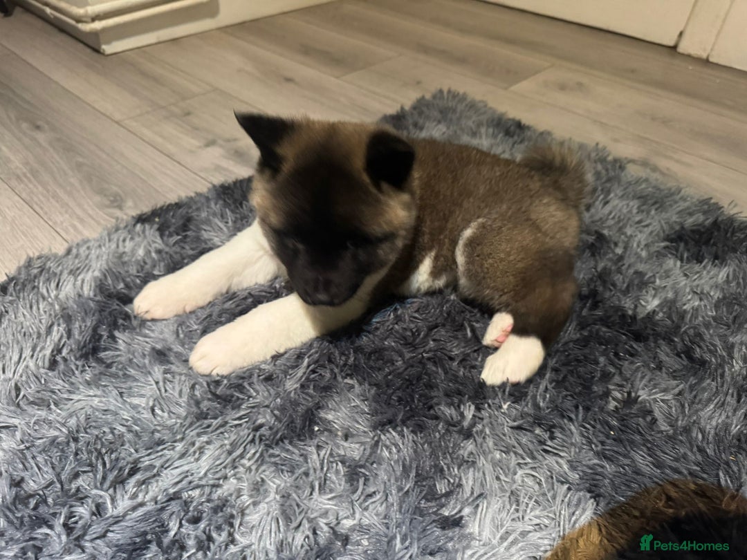 Akita dogs for sale: Bear faced American akitas puppies  - Advert 34