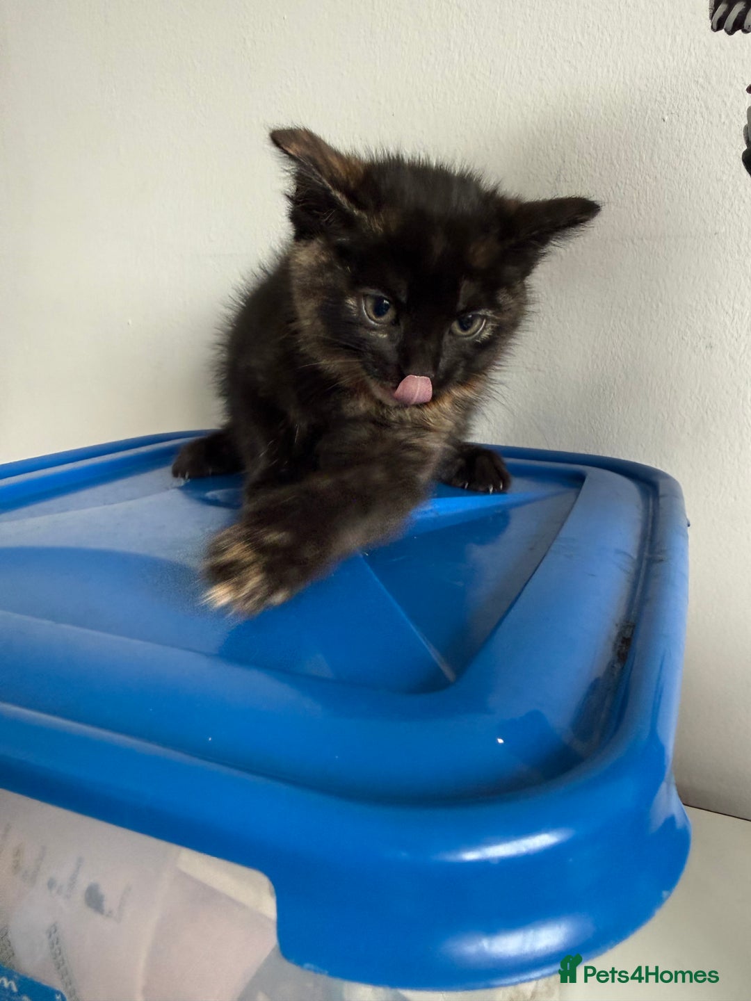 Mixed Breed cats for sale: 2 beautiful kittens looking for a loved homes - Image 4
