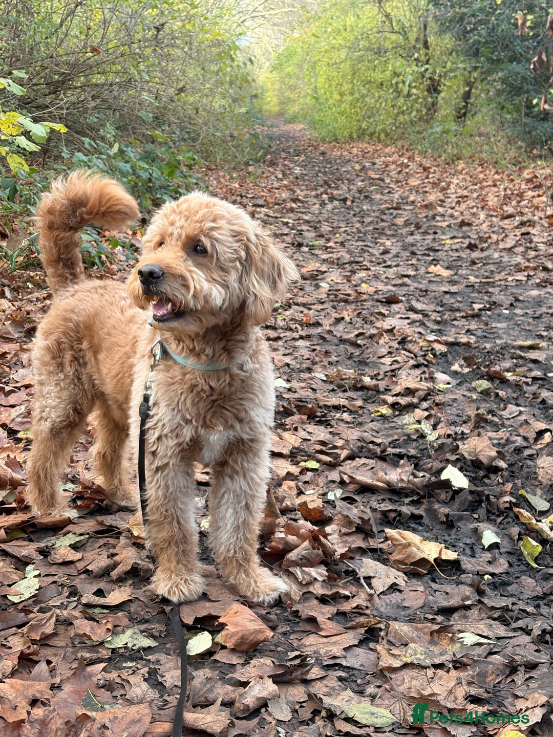 Goldendoodle dogs for stud: Proven Miniature Goldendoodle Stud – Noah 🐾 in London - Advert 6