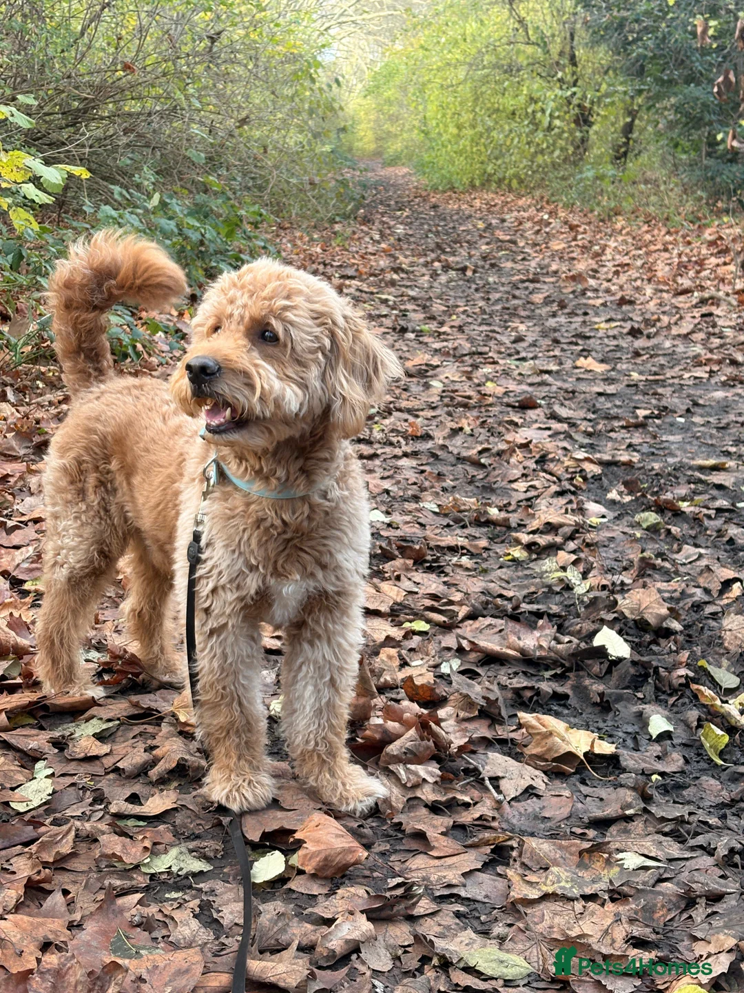 Goldendoodle dogs for stud: Proven Miniature Goldendoodle Stud – Noah 🐾 in London - Advert 6