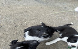 Welsh Collie dogs for sale: Beautiful Welsh Collie Puppies FOR SALE - Image 13