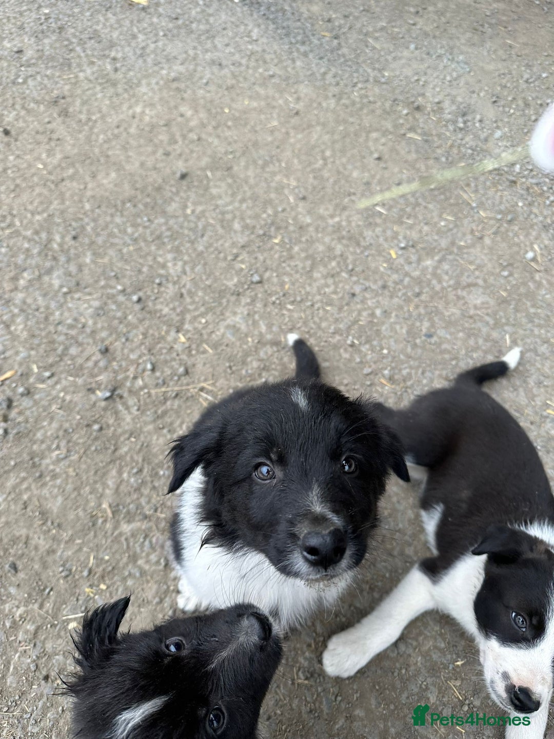 Welsh Collie dogs for sale: Beautiful Welsh Collie Puppies FOR SALE - Image 13