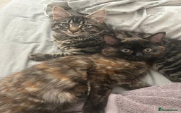 British Longhair cats for sale: Two kittens 6 months  - Image 1