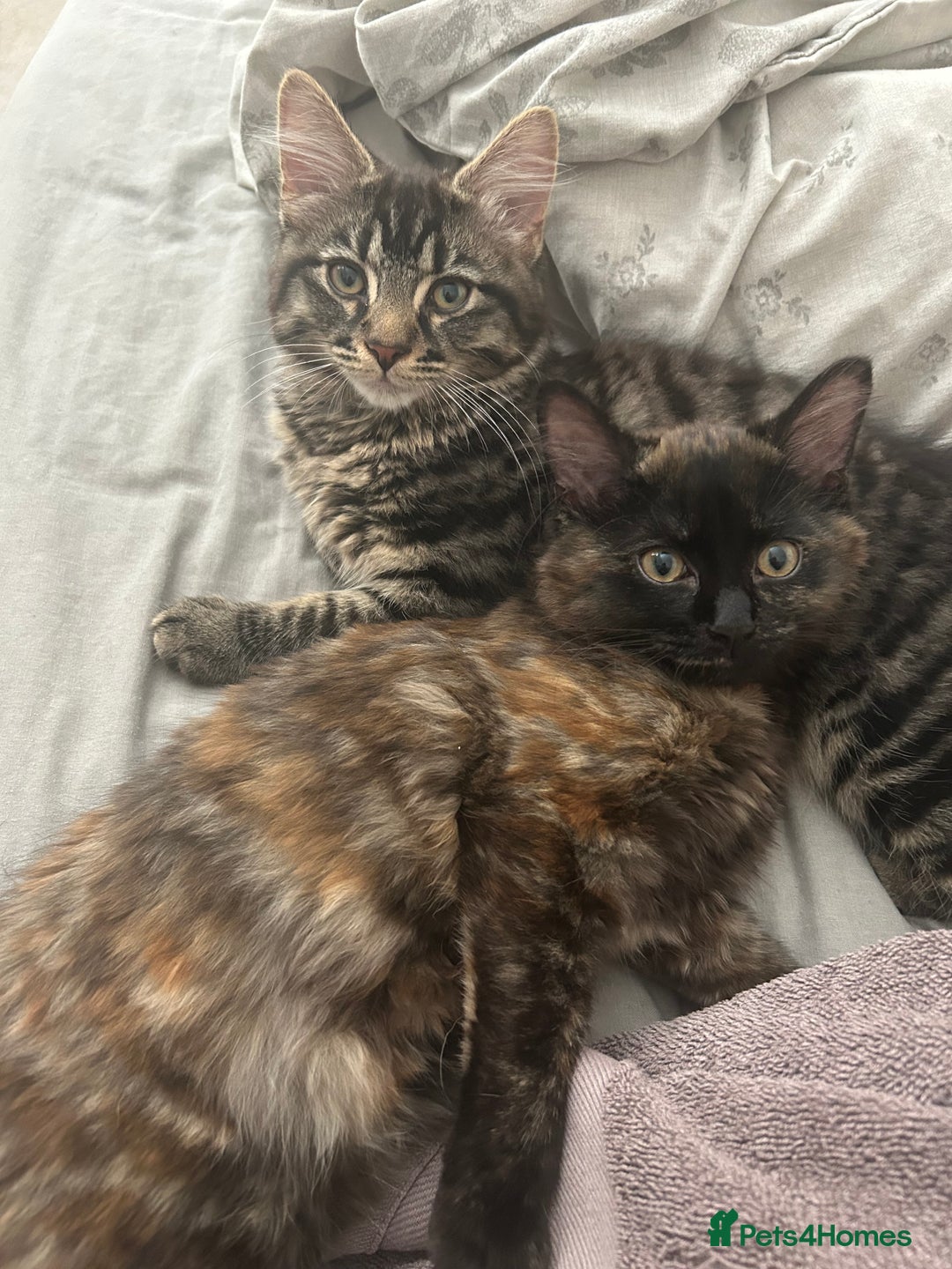 British Longhair cats for sale: Two kittens 6 months  - Image 1