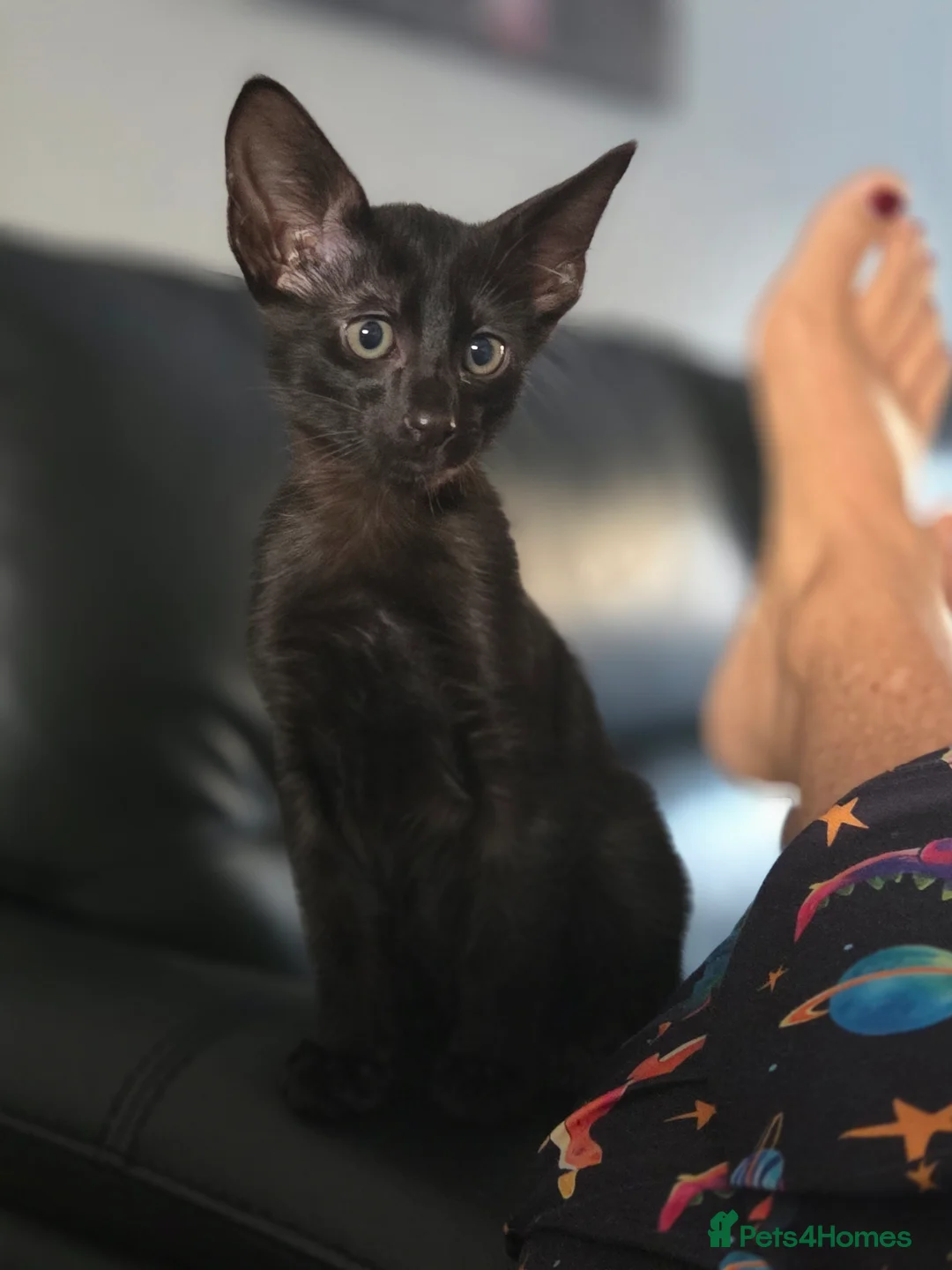 Siamese cats for sale: Siamese kitten - Advert 5