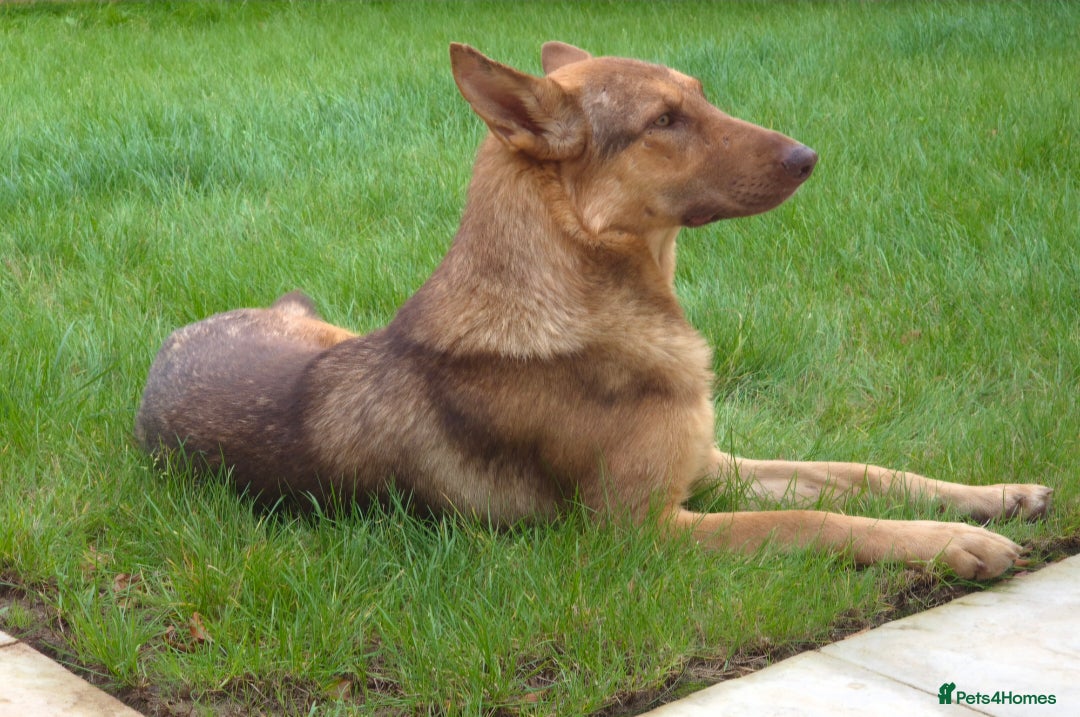 German Shepherd dogs for sale: Stunning German shepherd  - Advert 2