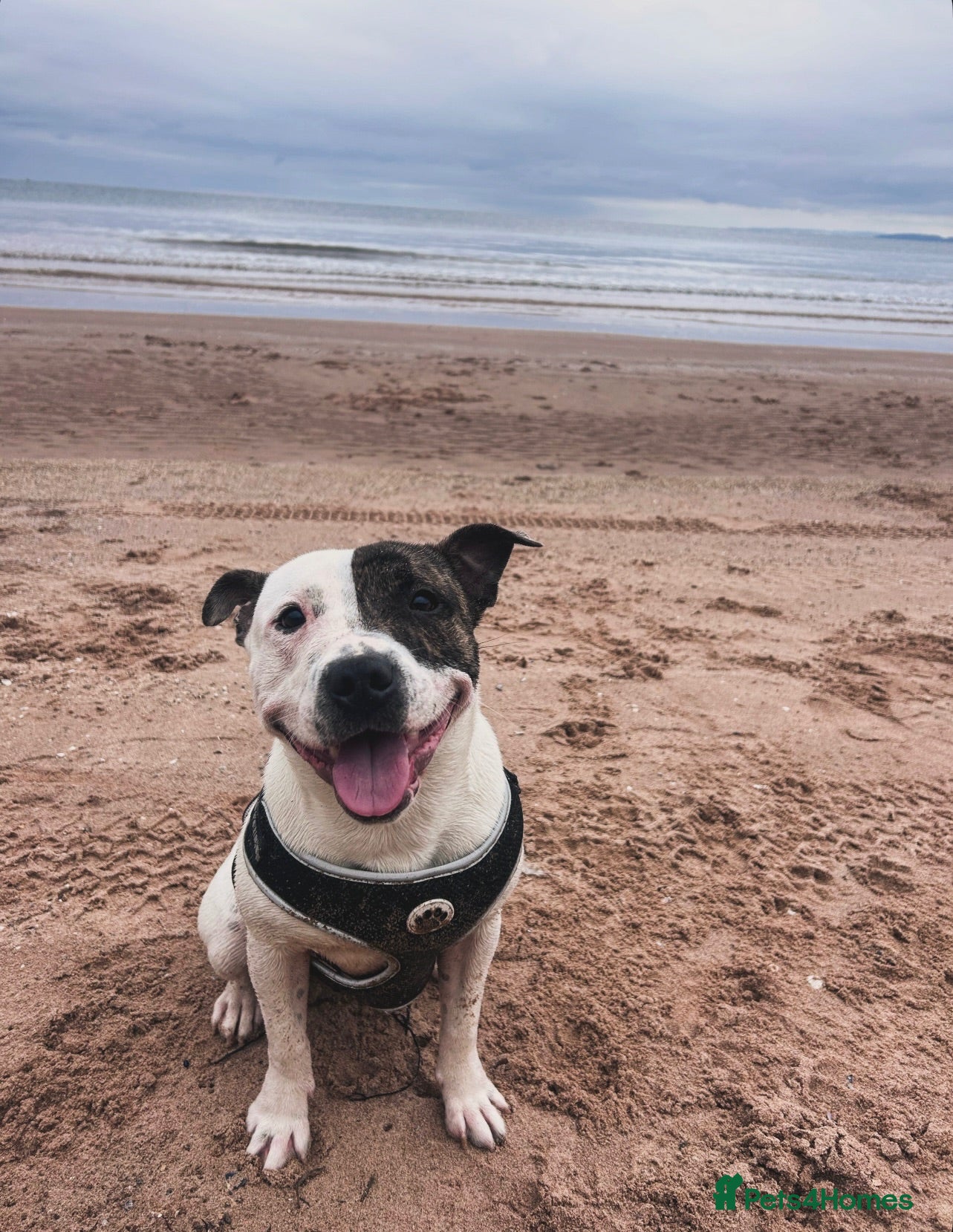 Staffordshire Bull Terrier dogs Rehoming our beautiful boy! - Advert 1