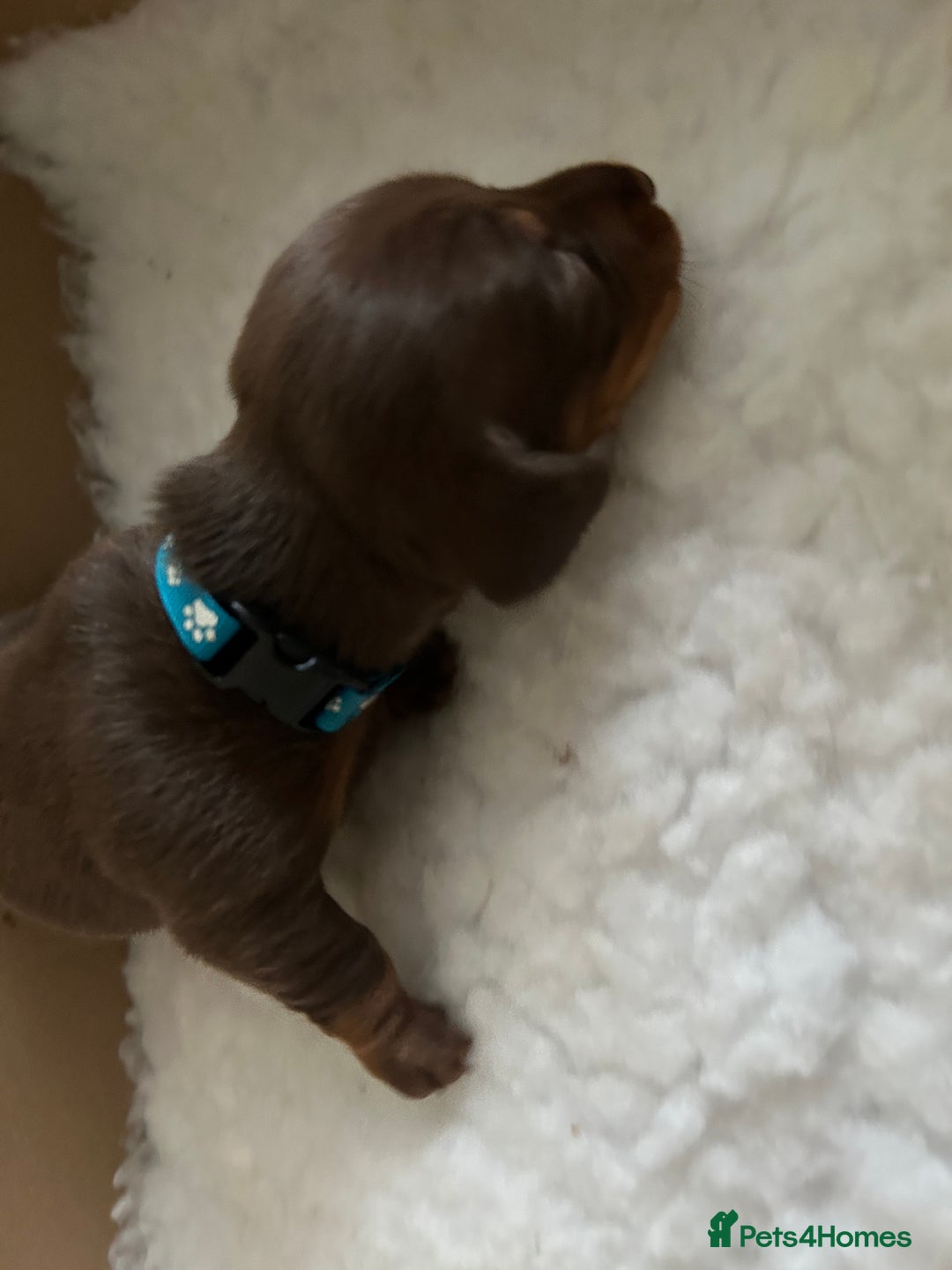 Miniature Dachshund dogs for sale: Beautiful miniature dachshunds - Advert 9