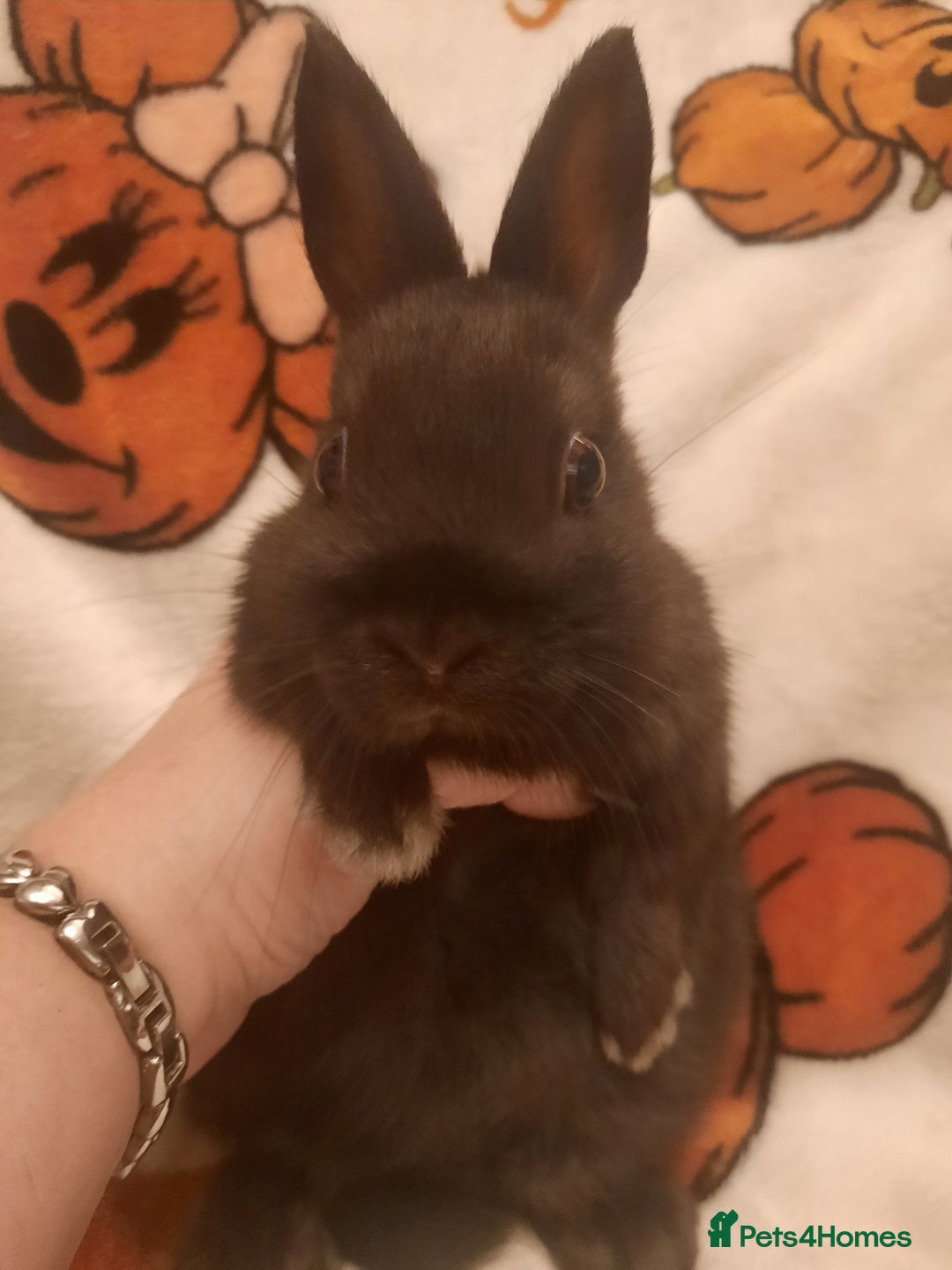 Netherland Dwarf rabbits for sale: Five Litters Of Netherland Dwarf Babies - Advert 4