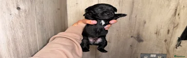 Mixed Breed 3