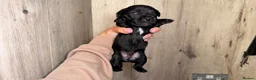 Mixed Breed dogs for sale: Border terrier x patterdale - Advert 15
