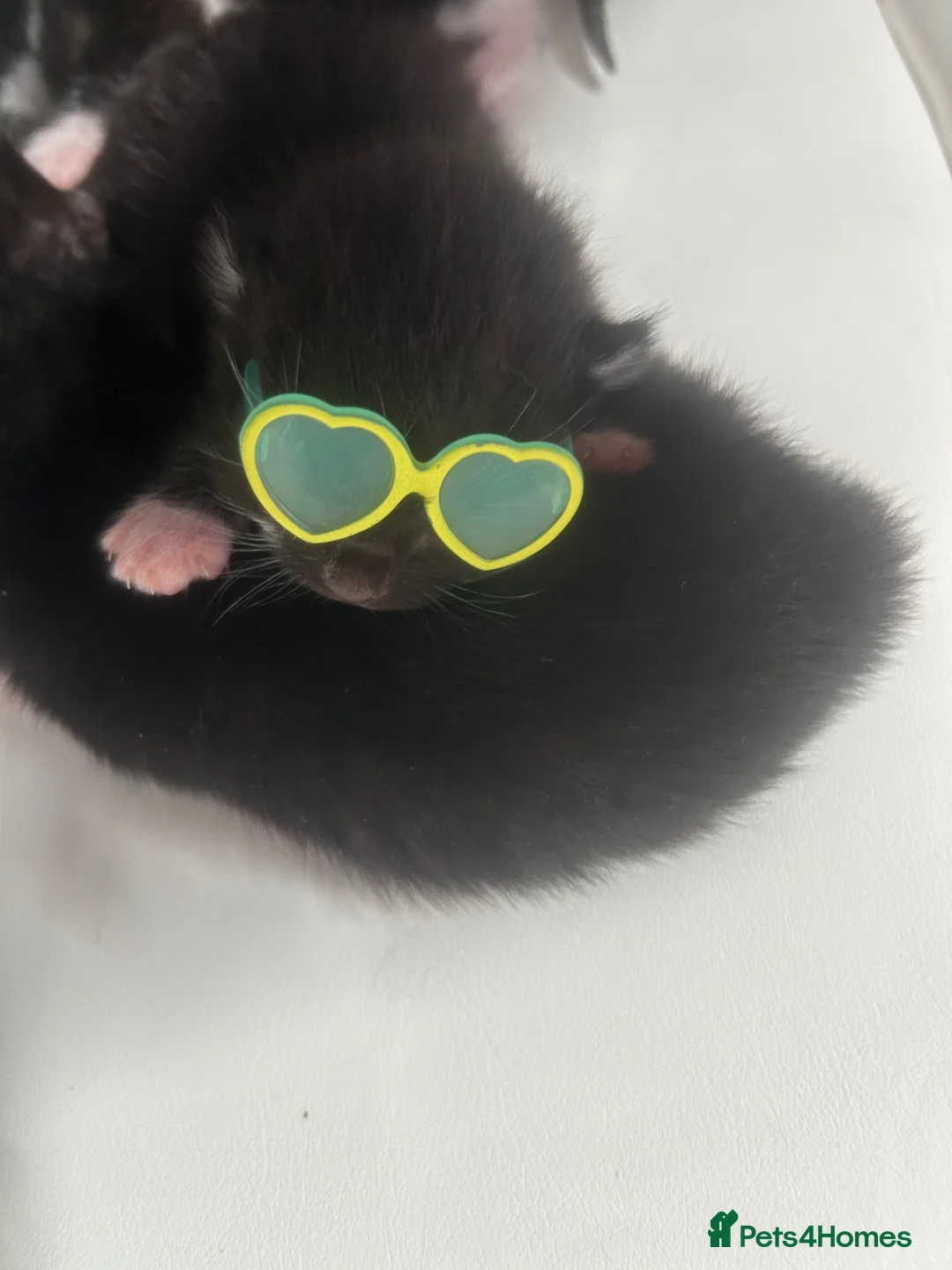 Mixed Breed cats for sale: 4 mixed kittens for sale in Edinburgh - Advert 1