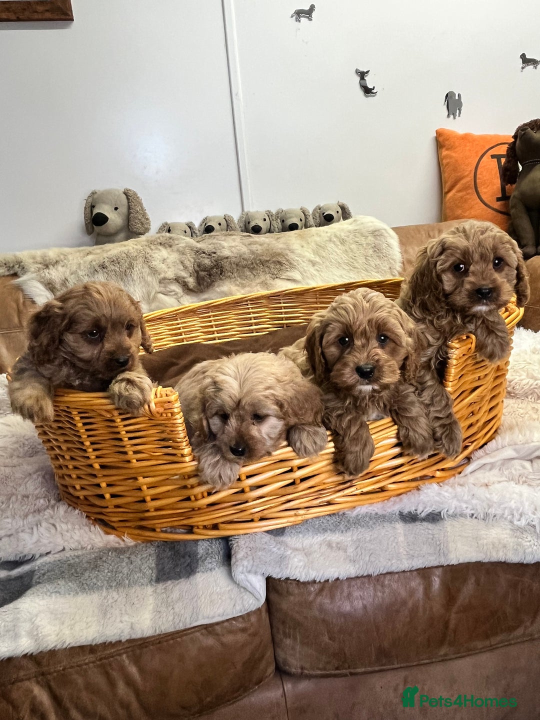 Cavapoo dogs for sale: stunningly stunning F1 Cavapoos - Advert 1