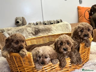 Cavapoo dogs stunningly stunning F1 Cavapoos - Advert 6