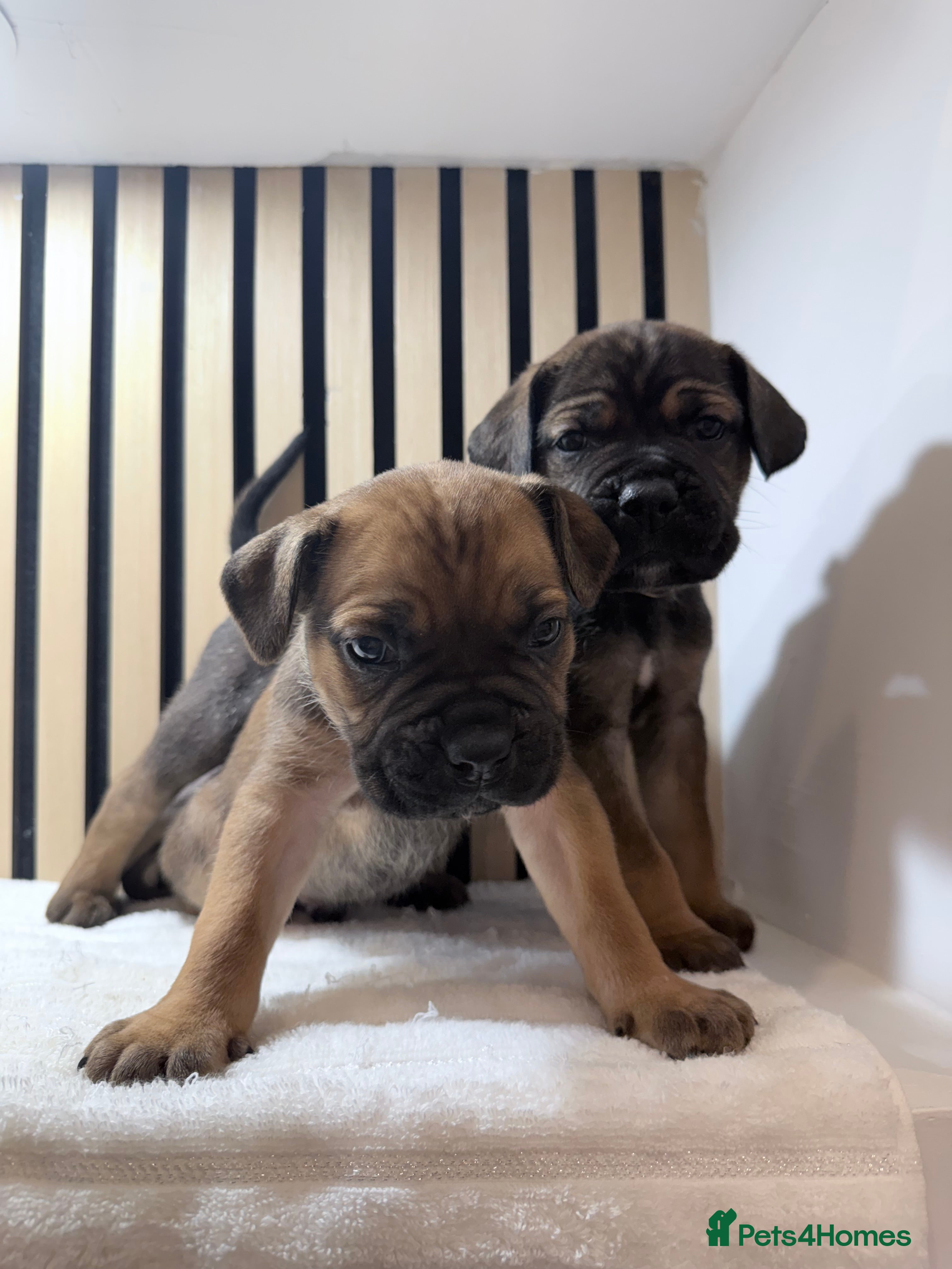 Cane Corso dogs ICF/ICCF Champion 6th GENERATION Cane Corso pups - Advert 4