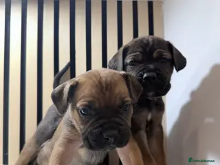 Cane Corso dogs ICF/ICCF Champion 6th GENERATION Cane Corso pups - Advert 4