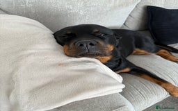 Rottweiler dogs for sale: Stella - Image 5