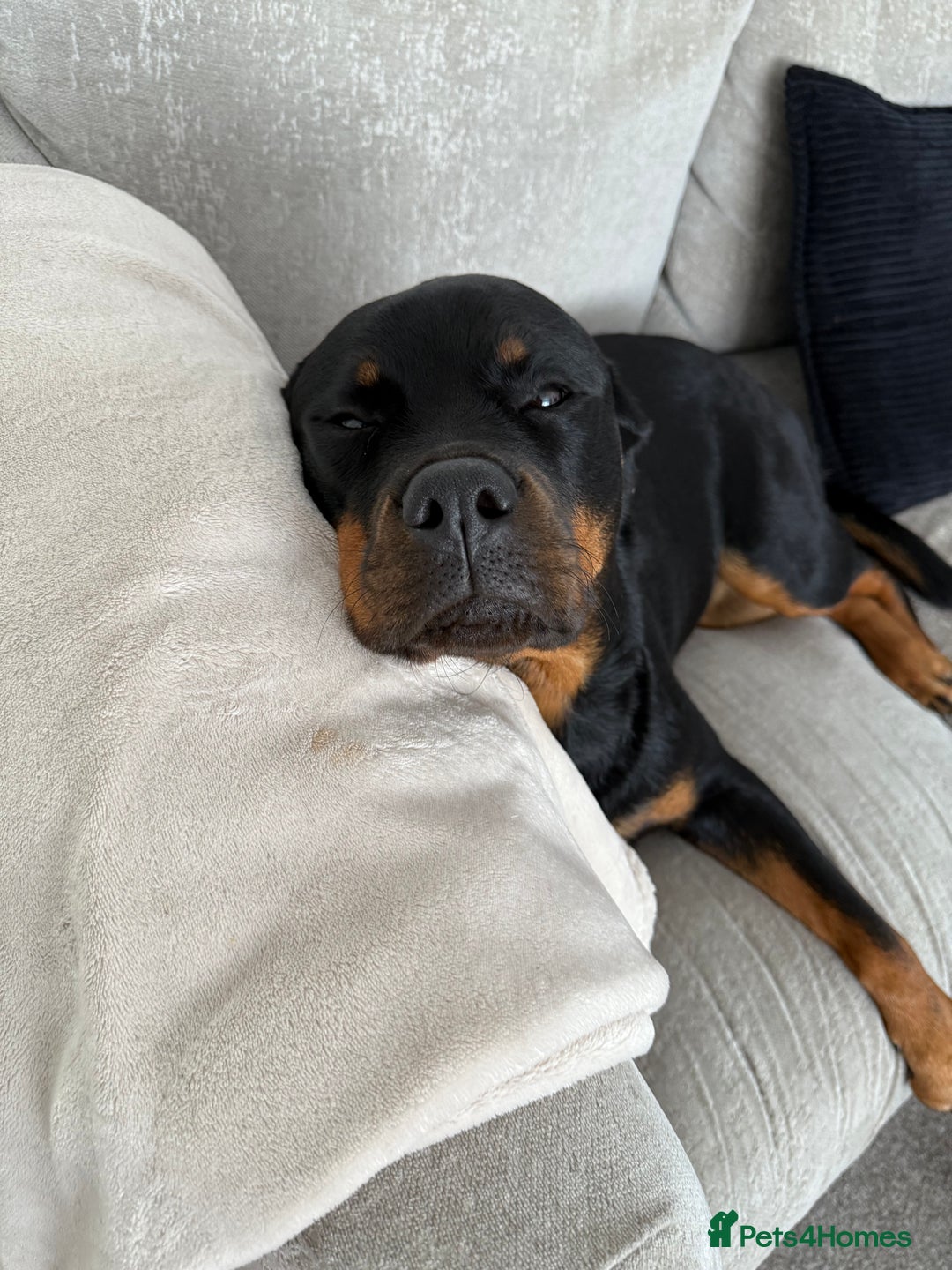 Rottweiler dogs for sale: Stella - Image 5