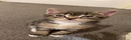 Mixed Breed cats for sale: Four beautiful tabby kittens - Advert 15