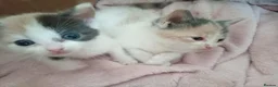 Mixed Breed cats for sale: 4 male calicos - Advert 4