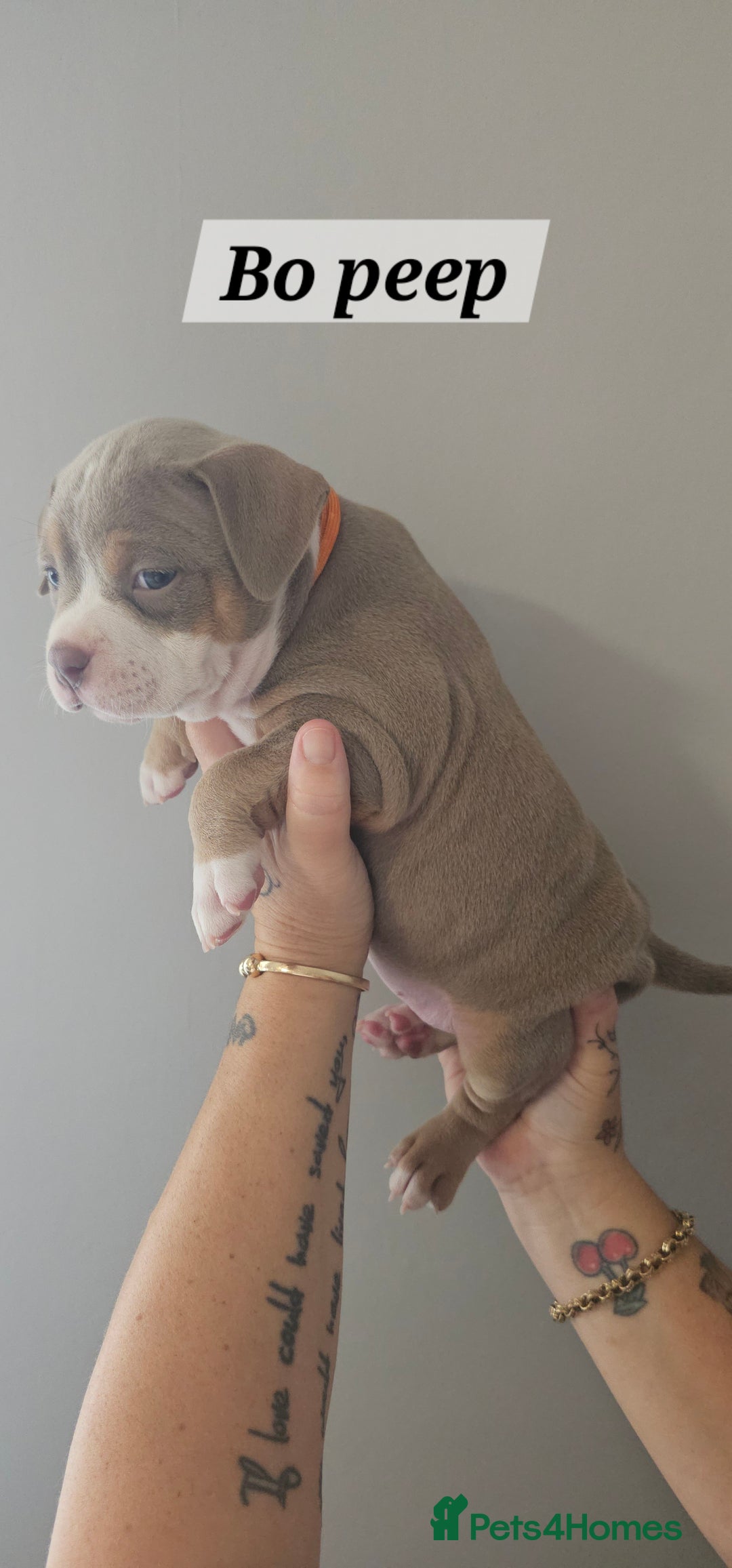 American Bully dogs for sale: BEAUTIFUL LITTER OF 8 POCKET BULLY PUPS - Image 7