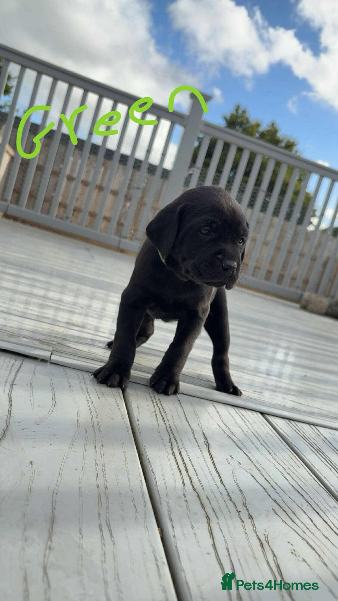 Mixed Breed dogs for sale: Vizsla/rottweiler - Image 6