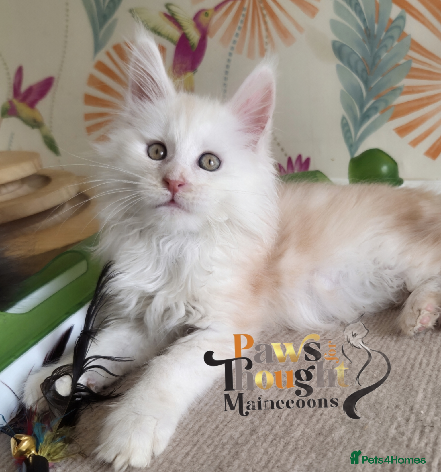 Maine Coon cats Outstanding Quality TICA reg Kittens - Advert 1