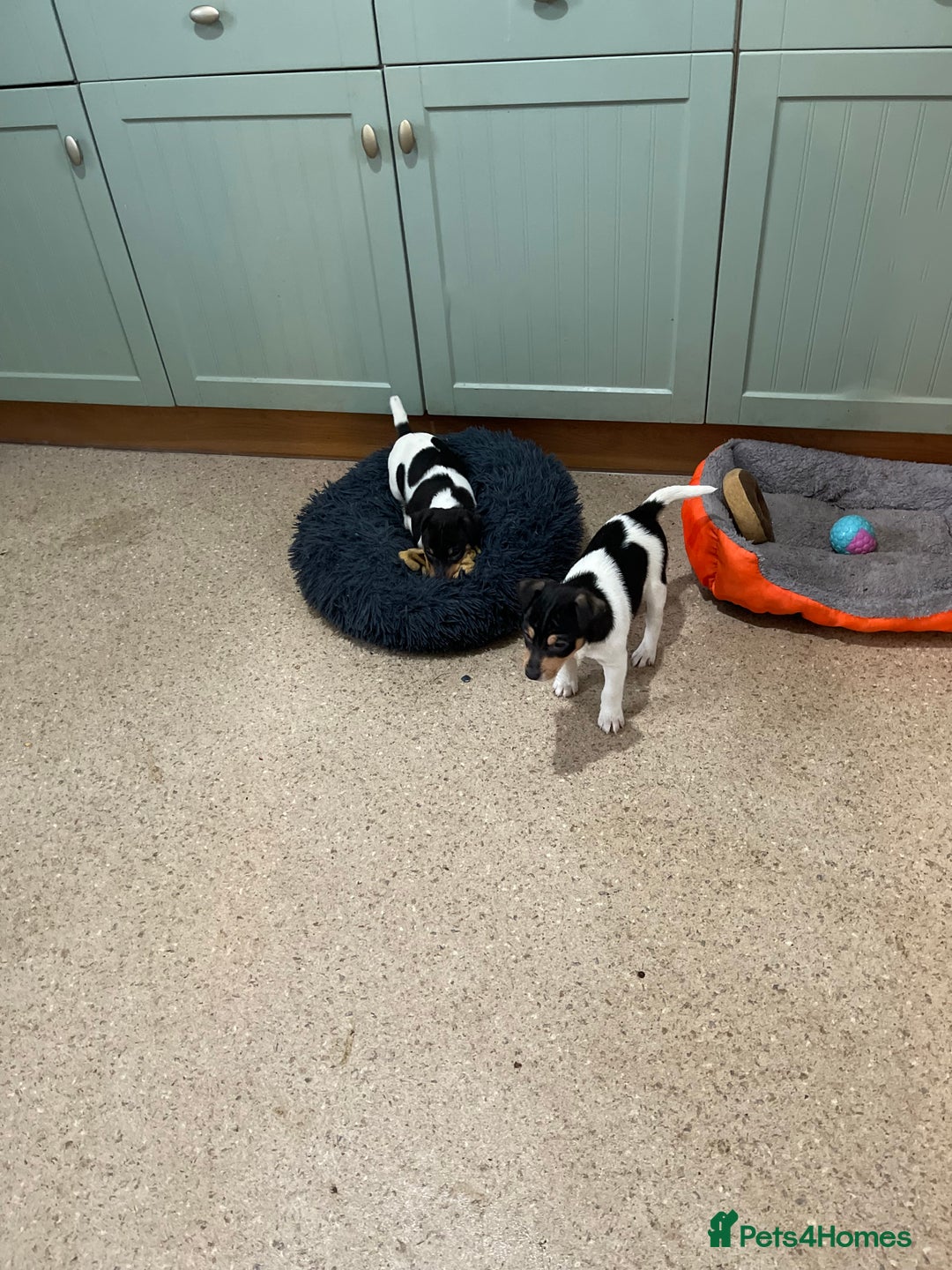 Jack Russell dogs for sale: Jack Russell pups for sale  - Advert 3