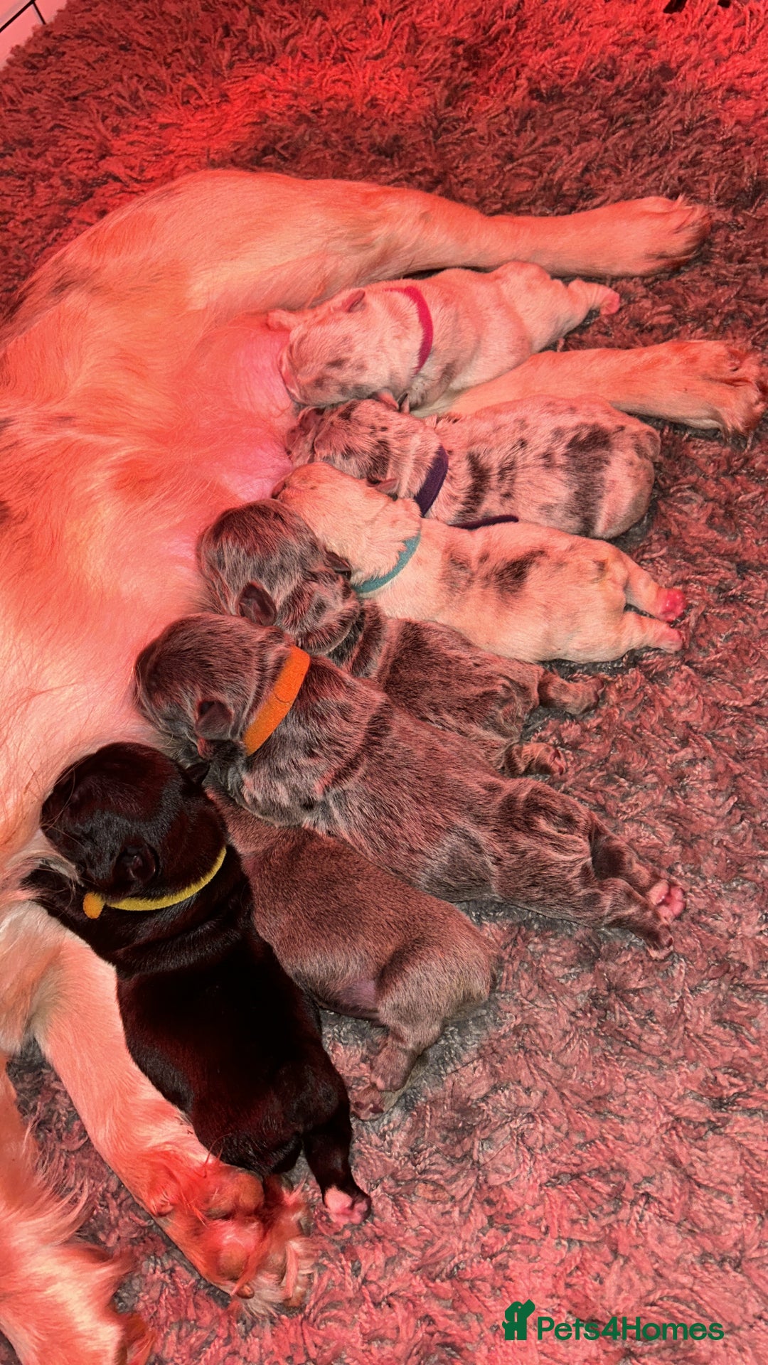 French Bulldog dogs for sale: Wirehair/fluffy French bulldog  - Image 8