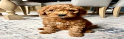 Mixed Breed dogs for sale: 🐾READY TO GO🐾 Exceptional Australian Doodles🐾 - Advert 29
