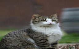 Mixed Breed cats for sale: 5 kittens  - Image 7