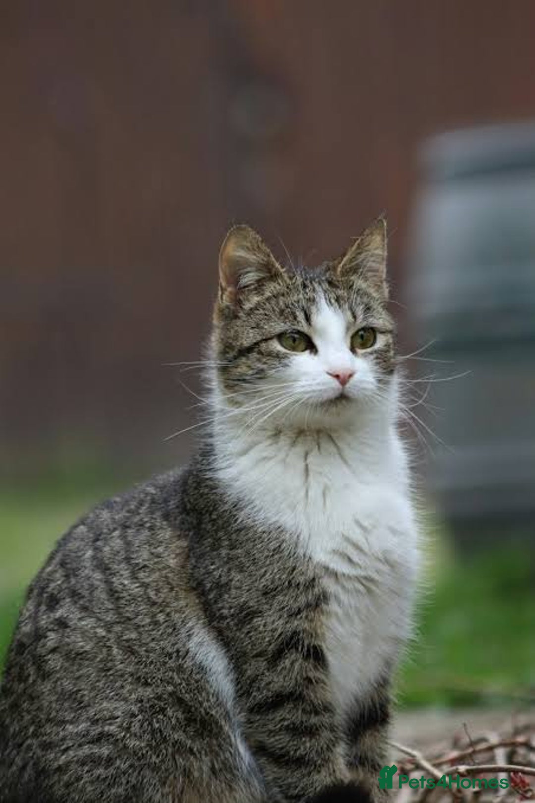 Mixed Breed cats for sale: 5 kittens  - Image 7