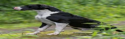 Great Dane dogs for stud: Stunning Proven Extensively Health Tested KC Stud - Advert 3