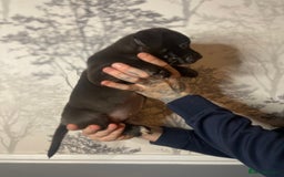 Mixed Breed dogs for sale: Bulldogs for sale  - Image 7