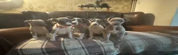 Whippet dogs for sale: 🐾 Exceptional KC Registered Whippet Puppies - Advert 12