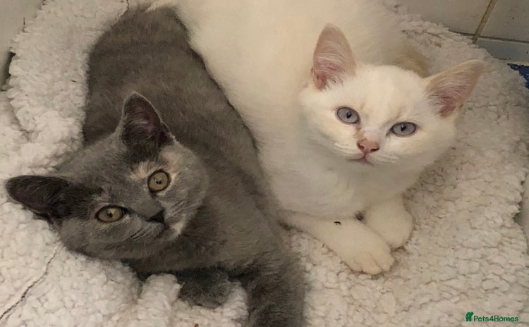 British Shorthair cats - Advert 1